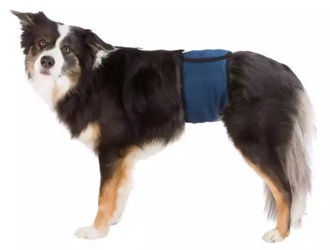 Wyjątkowa oferta TRIXIE Pas do pieluch na podbrzusze dla psa